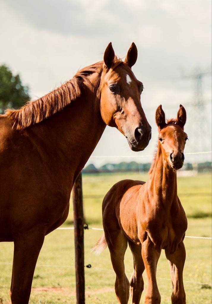 Drachtige fokmerrie te koop, Dieren en Toebehoren, Paarden, Merrie, Niet van toepassing, 160 tot 165 cm, 11 jaar of ouder, Dressuurpaard