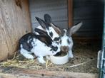 Vlaamse reuzen, Dieren en Toebehoren, Meerdere dieren, Groot, 0 tot 2 jaar