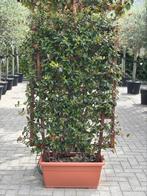 Toscaanse jasmijn - vol scherm!, Ophalen, Overige soorten, Haag, 100 tot 250 cm