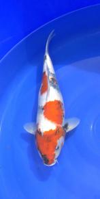 Sanke, Dieren en Toebehoren, Vissen | Vijvervissen, Karper of Koi