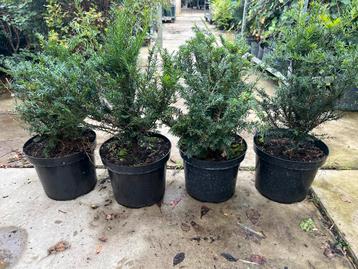 Taxus Baccata Volle struiken 40/60 cm beschikbaar voor biedingen