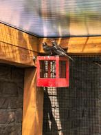 Mexicaanse roodmussen, Geslacht onbekend, Tropenvogel
