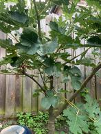 Vijgen bomen, Tuin en Terras, Planten | Bomen, Ophalen of Verzenden, Volle zon, Overige soorten