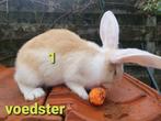 Vlaamse Reuzen, Dieren en Toebehoren, Konijnen, Meerdere dieren, Groot, 0 tot 2 jaar