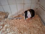 Caviahok, caviaflat, Dieren en Toebehoren, Ophalen, 90 cm of meer, Hok, Cavia