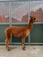 Alpaca hengst 2022, Dieren en Toebehoren, Overige Dieren, Juli, Mannelijk