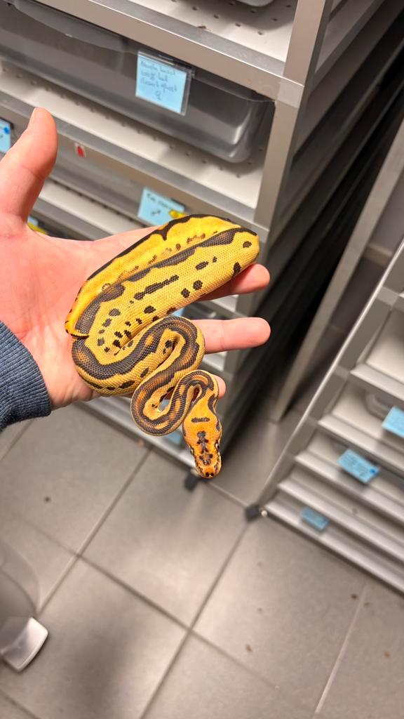 1.0 orange dream Leopard clown ball python Ball Python - male for sale from KAS