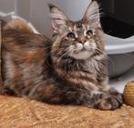 Maine coons-alleen moie poesjes met stamboom nog vrij, Meerdere dieren, Gechipt, 0 tot 2 jaar