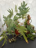 Grote varen en Photos plant, Tuin en Terras, Planten | Tuinplanten, Ophalen of Verzenden