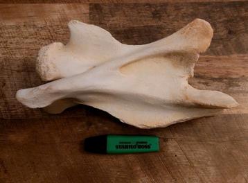 Wervel gewone giraffe Schedel beschikbaar voor biedingen