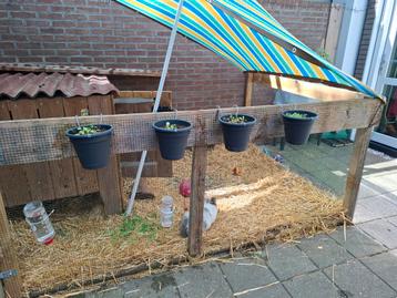 Goed huisje/boerderij gezocht voor 2grote konijnen beschikbaar voor biedingen