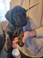 7 prachtige pups kruising duitse herder, 8 tot 15 weken, Meerdere, Meerdere dieren, Nederland