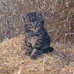 5 boerderij kittens, Dieren en Toebehoren, Meerdere dieren