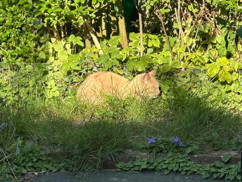 Nieuw thuis voor Minou - herplaatsing kat, Dieren en Toebehoren, Katten en Kittens | Overige Katten, Kortharig, Poes, 6 jaar of ouder