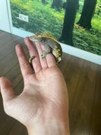 Wimper gekko en caneroen dwerg gekko, Dieren en Toebehoren, Hagedis