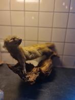 Taxidermie marter
op decoratief hout
mooi kleur
40-45 cm, Verzamelen, Ophalen of Verzenden, Zo goed als nieuw, Opgezet dier