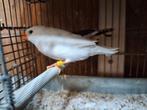 Jong Kweekkoppel zebravinken wit x bont koppel 2., Dieren en Toebehoren, Vogels | Overige Vogels, Meerdere dieren, Tropenvogel
