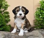 Puppy's van Kennel de Hoeve, Nederland, Rabiës (hondsdolheid), 8 tot 15 weken, Meerdere