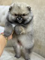 Pomeriaan, België, Particulier, Reu, 8 tot 15 weken