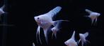 Maanvis platinum (pt. scalare platinum), Dieren en Toebehoren, Vissen | Aquariumvissen, Zoetwatervis, Vis