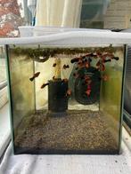 Zwaarddragers, Dieren en Toebehoren, Vissen | Aquariumvissen, Vis, Zoetwatervis