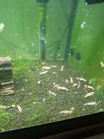 Crystal Red Garnalen, Kreeft, Krab of Garnaal