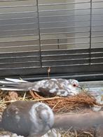 Diamantduif doffer (mannetje), Dieren en Toebehoren, Vogels | Overige Vogels, Mannelijk