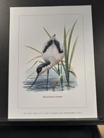 Kluut - Buzin - prent kunst afmeting 18 x 24 cm, Verzenden, 1980 tot heden, Zo goed als nieuw, Dier