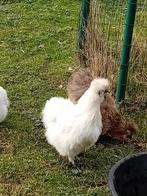 Zijdehoen haan, Dieren en Toebehoren, Pluimvee, Mannelijk, Kip