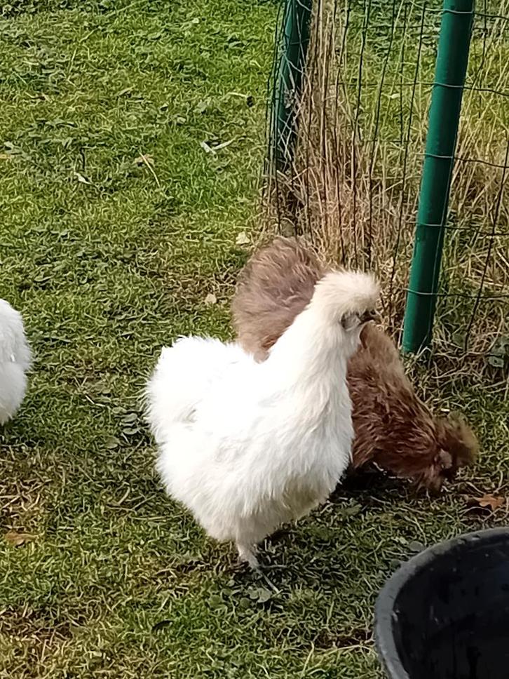 Zijdehoen haan, Dieren en Toebehoren, Pluimvee, Kip, Mannelijk