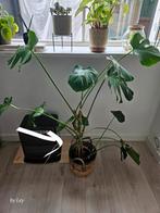 Monstera groene kamerplant, Ophalen, Overige soorten, Halfschaduw, Minder dan 100 cm