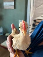 Lief handtam serama haantje, Dieren en Toebehoren, Pluimvee, Mannelijk, Kip