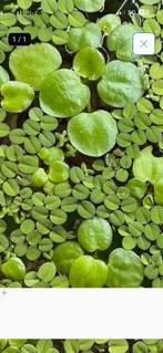 Gratis drijfplantjes voor aquarium., Dieren en Toebehoren, Ophalen, Plant(en), Steen of Hout