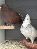 Duiven Iranse duiven, Meerdere dieren, Postduif