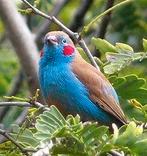 Gezocht  roodwang blauwfazantje man geringd 023, Mannelijk, Geringd, Tropenvogel