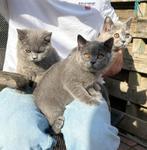 3 Britse Korthaar Kittens Raszuiver, Dieren en Toebehoren, Katten en Kittens | Raskatten | Korthaar, Meerdere dieren