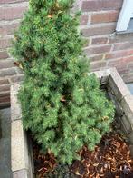 Kerstboom IKEA met pot, Ophalen, Overige soorten, Minder dan 100 cm