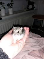 Gezocht: Dwerghamster, Januari, Hamster