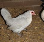 Hollandse kriel parel grijs trio, Dieren en Toebehoren