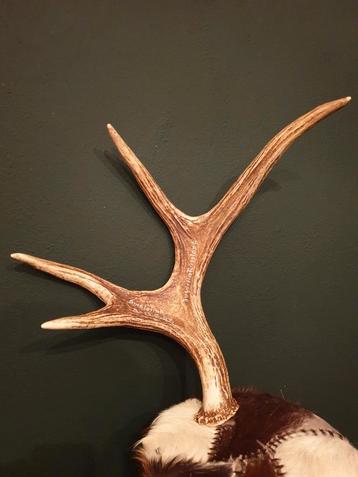 Eland gewei stang. Wild jacht mancave veranda landelijk  beschikbaar voor biedingen