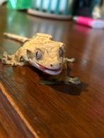 M Crested gecko "M wimper gekko", Dieren en Toebehoren, Hagedis, Tam, 3 tot 6 jaar