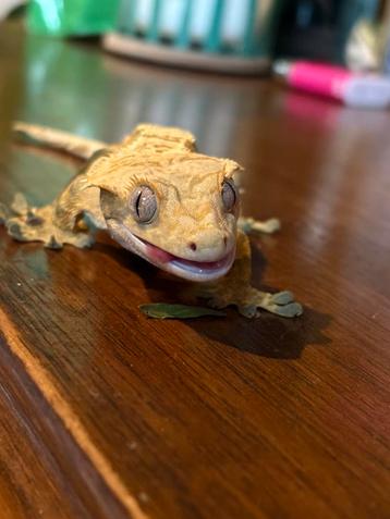 M Crested gecko "M wimper gekko" beschikbaar voor biedingen