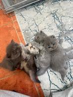 Brits korthaar kittens 4, Dieren en Toebehoren, Katten en Kittens | Overige Katten, Kortharig, 0 tot 2 jaar