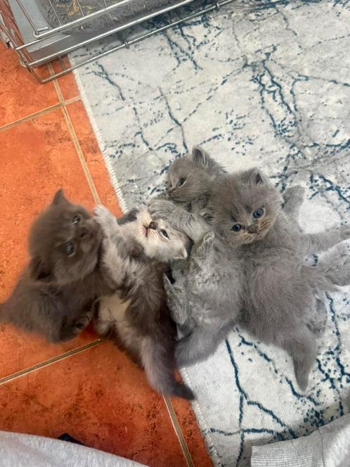 Brits korthaar kittens 4, Dieren en Toebehoren, Katten en Kittens | Overige Katten, Kortharig, 0 tot 2 jaar