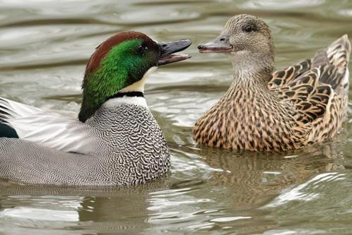 Siereenden, ganzen,  kippen, Dieren en Toebehoren, Pluimvee, Overige soorten, Meerdere dieren