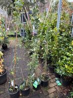 Super grote passiflora kleur blauuw 175 plus grote pot 4st, Tuin en Terras, Planten | Tuinplanten, Ophalen, Volle zon, Vaste plant