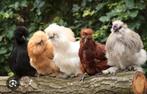 Zijdehoender kriel, jonge dieren, Dieren en Toebehoren, Pluimvee, Vrouwelijk, Kip