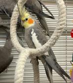 Diverse parkieten, ara's en papegaaien te koop| Getest op zi, Papegaai, Meerdere dieren, Pratend