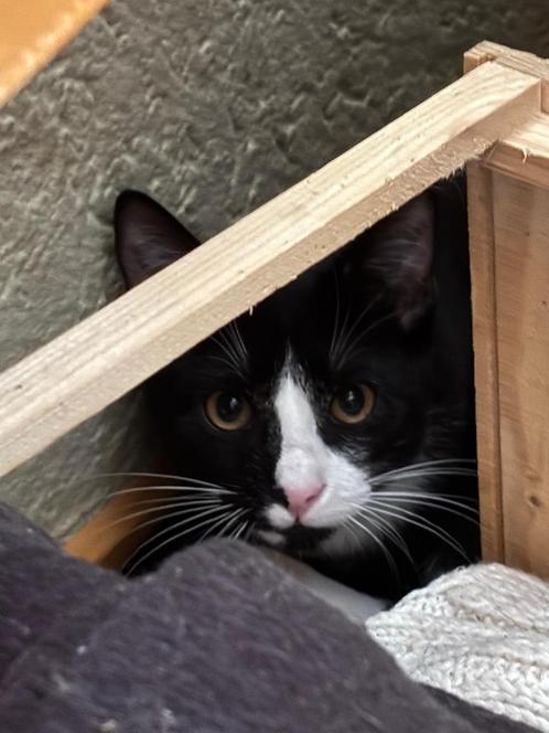 3 kittens (4 maanden) zoeken een liefdevol tehuis, Dieren en Toebehoren, Katten en Kittens | Overige Katten, Kortharig, Meerdere dieren