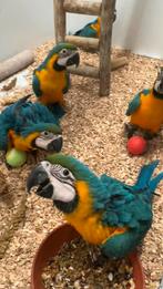 Süper tamme babys blauw gele aras 2025, Meerdere dieren, Papegaai